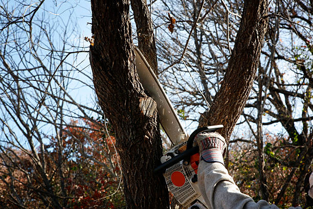 How Our Tree Care Process Works  in  Chicopee, MA